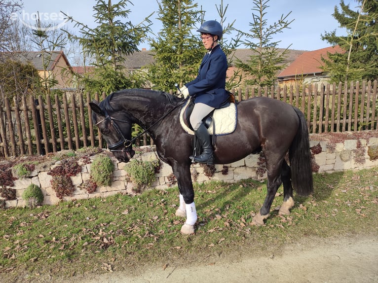 Heavy Warmblood Gelding 5 years 15.3 hh Black in Freyburg OT Weischütz
