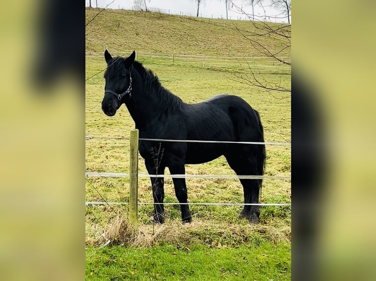 Heavy Warmblood Gelding 5 years 15,3 hh Black in Meschede