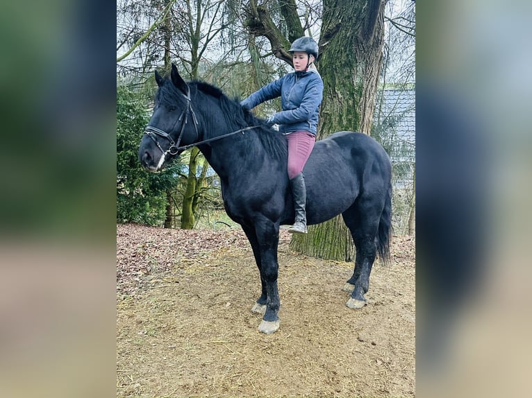 Heavy Warmblood Gelding 5 years 15,3 hh Black in Meschede