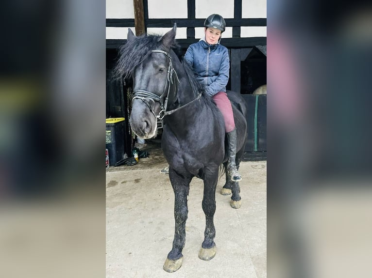 Heavy Warmblood Gelding 5 years 15,3 hh Black in Meschede