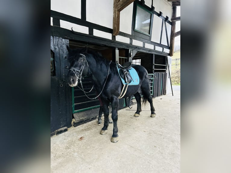 Heavy Warmblood Gelding 5 years 15,3 hh Black in Meschede