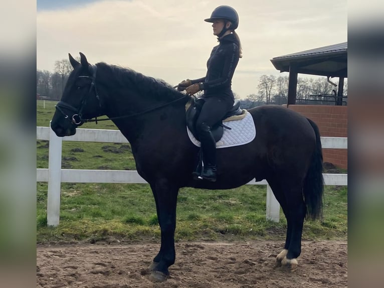 Heavy Warmblood Gelding 5 years 15,3 hh Black in Hopsten