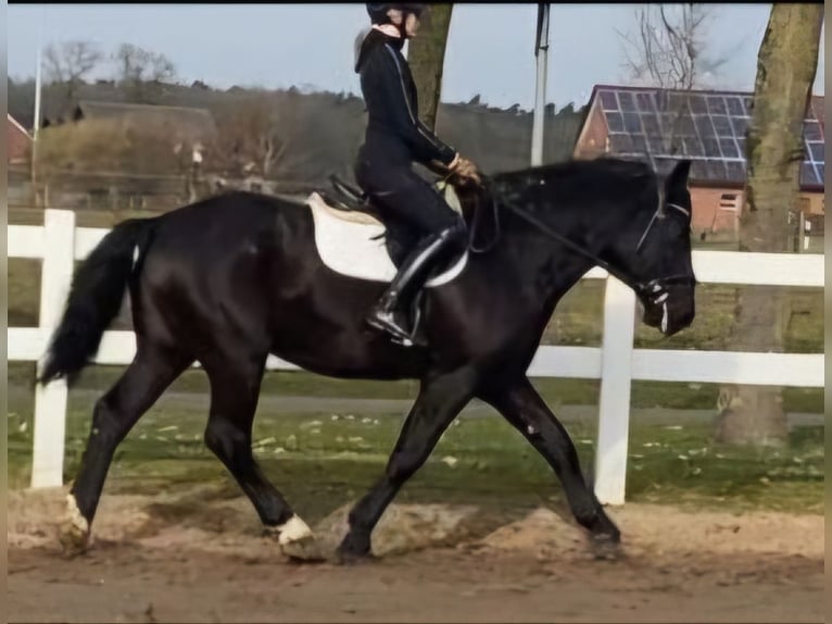 Heavy Warmblood Gelding 5 years 15,3 hh Black in Hopsten