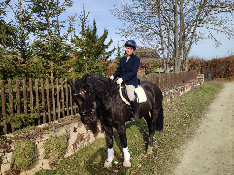 Heavy Warmblood Gelding 5 years 15,2 hh Black in Laucha