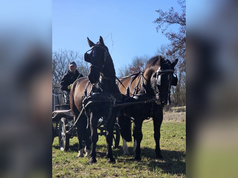 Heavy Warmblood Gelding 5 years 15,2 hh Black in Laucha