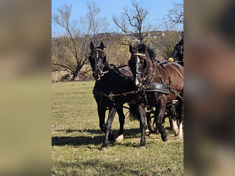Heavy Warmblood Gelding 5 years 15,2 hh Black in Laucha