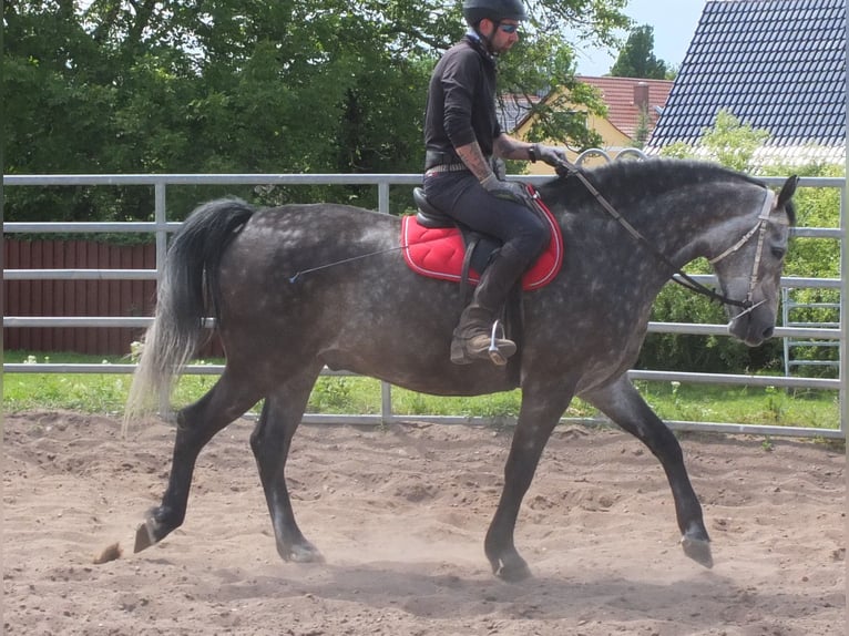 Heavy Warmblood Gelding 5 years 15,2 hh Gray-Dapple in Buttst&#xE4;dt
