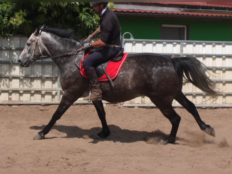 Heavy Warmblood Gelding 5 years 15,2 hh Gray-Dapple in Buttst&#xE4;dt