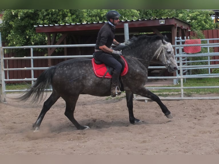 Heavy Warmblood Gelding 5 years 15,2 hh Gray-Dapple in Buttst&#xE4;dt