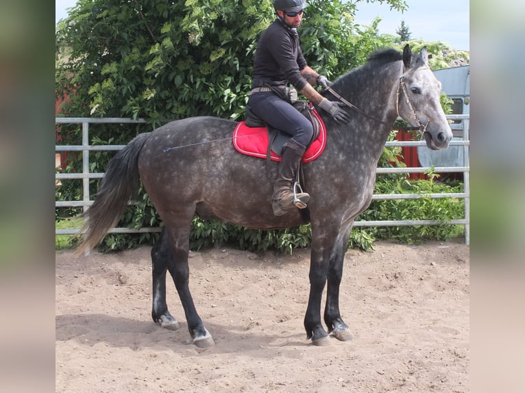 Heavy Warmblood Gelding 5 years 15,2 hh Gray-Dapple in Buttst&#xE4;dt