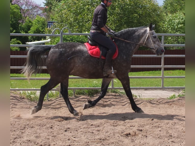 Heavy Warmblood Gelding 5 years 15,2 hh Gray-Dapple in Buttst&#xE4;dt