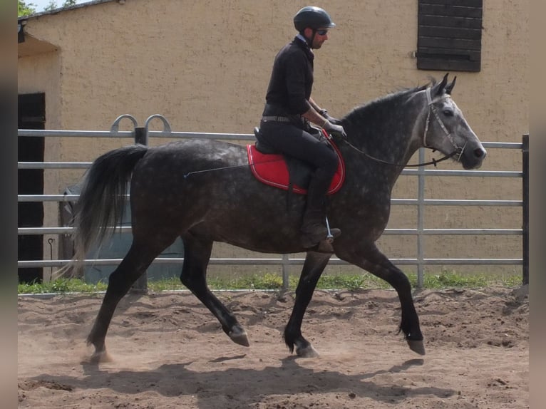 Heavy Warmblood Gelding 5 years 15,2 hh Gray-Dapple in Buttst&#xE4;dt