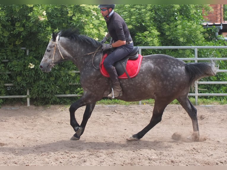 Heavy Warmblood Gelding 5 years 15,2 hh Gray-Dapple in Buttst&#xE4;dt