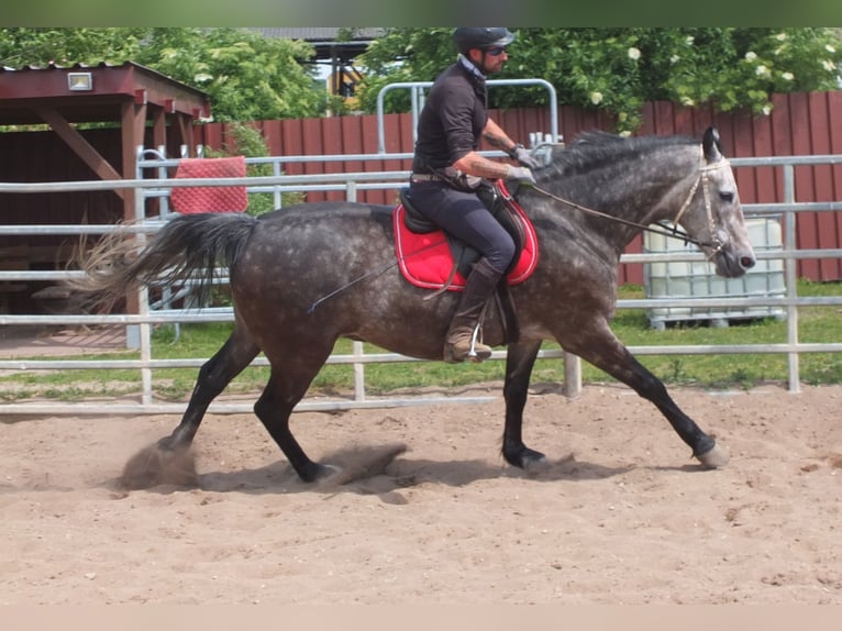 Heavy Warmblood Gelding 5 years 15,2 hh Gray-Dapple in Buttst&#xE4;dt
