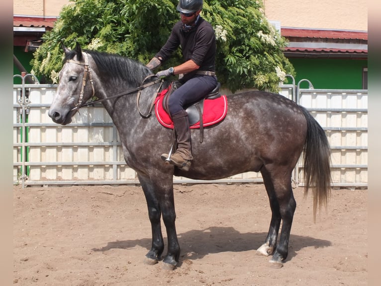 Heavy Warmblood Gelding 5 years 15,2 hh Gray-Dapple in Buttst&#xE4;dt