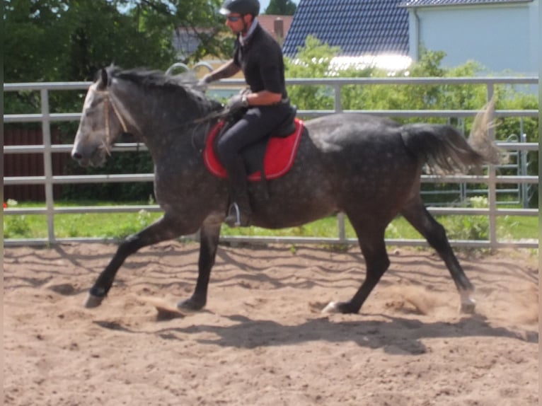 Heavy Warmblood Gelding 5 years 15,2 hh Gray-Dapple in Buttst&#xE4;dt