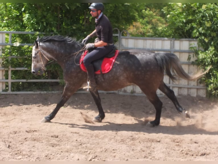 Heavy Warmblood Gelding 5 years 15,2 hh Gray-Dapple in Buttst&#xE4;dt