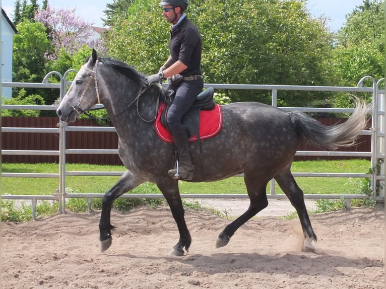 Heavy Warmblood Gelding 5 years 15,2 hh Gray-Dapple in Buttst&#xE4;dt