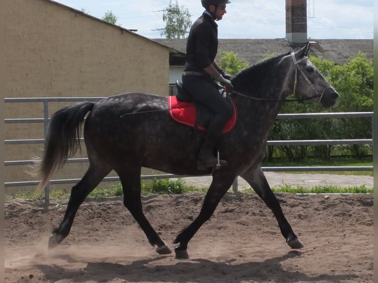 Heavy Warmblood Gelding 5 years 15,2 hh Gray-Dapple in Buttst&#xE4;dt