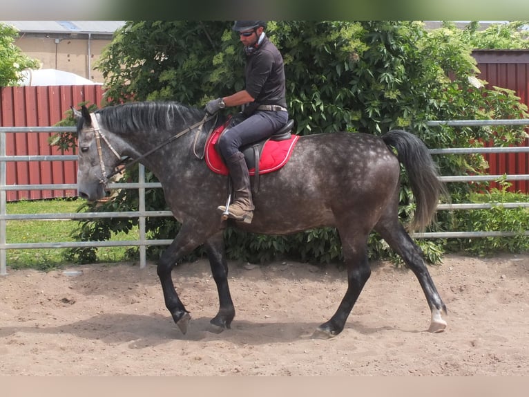 Heavy Warmblood Gelding 5 years 15,2 hh Gray-Dapple in Buttst&#xE4;dt
