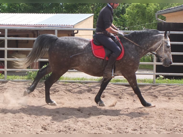 Heavy Warmblood Gelding 5 years 15,2 hh Gray-Dapple in Buttst&#xE4;dt
