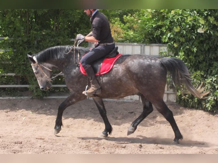 Heavy Warmblood Gelding 5 years 15,2 hh Gray-Dapple in Buttst&#xE4;dt