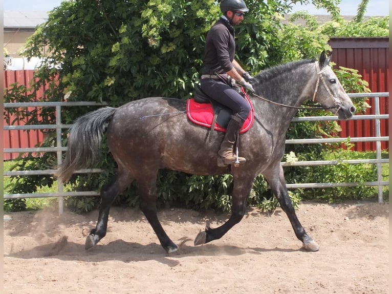 Heavy Warmblood Gelding 5 years 15,2 hh Gray-Dapple in Buttst&#xE4;dt