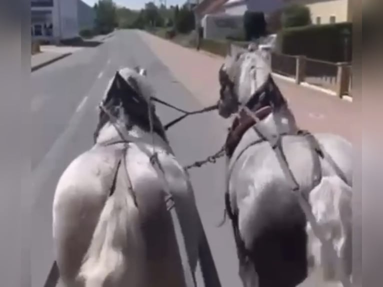 Heavy Warmblood Gelding 5 years 15,2 hh Grey in Nebra