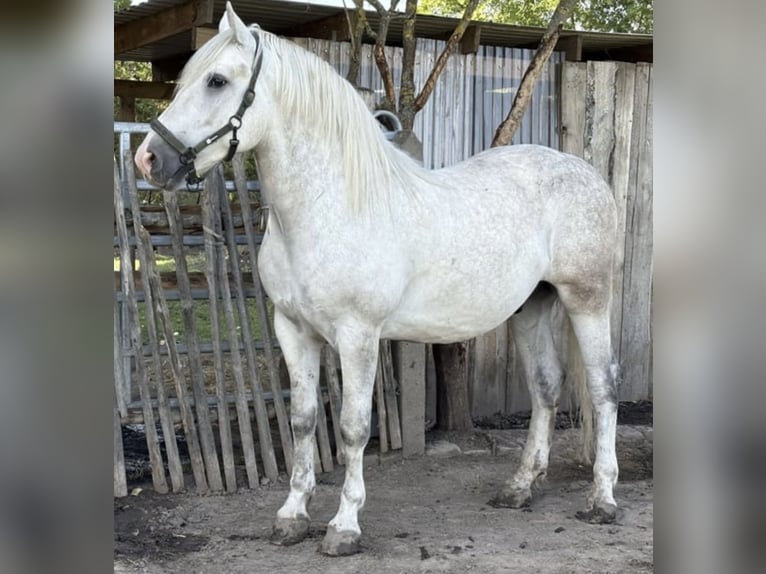 Heavy Warmblood Gelding 5 years 15,2 hh Grey in Nebra