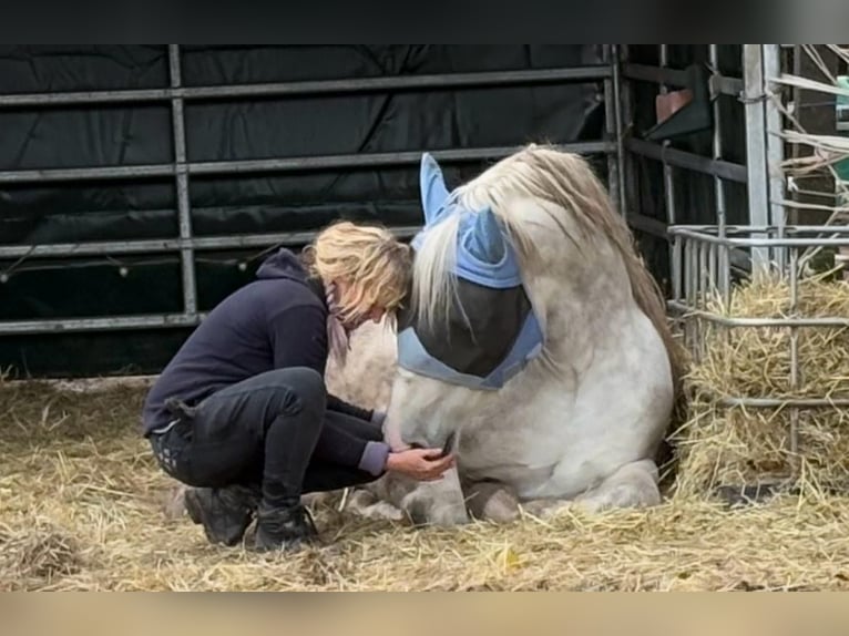 Heavy Warmblood Gelding 5 years 15,2 hh Grey in Nebra