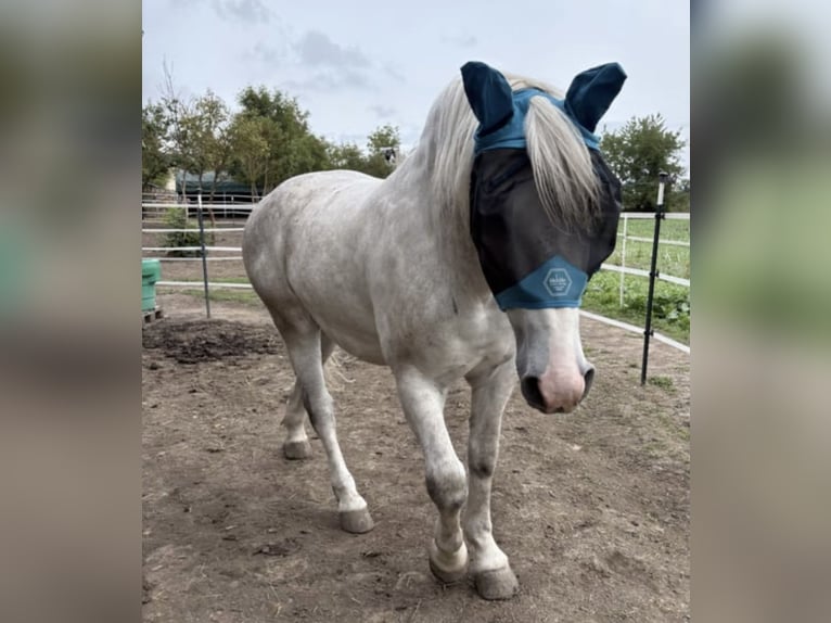 Heavy Warmblood Gelding 5 years 15,2 hh Grey in Nebra