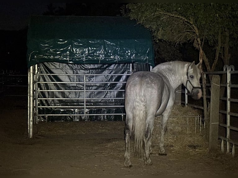 Heavy Warmblood Gelding 5 years 15,2 hh Grey in Nebra