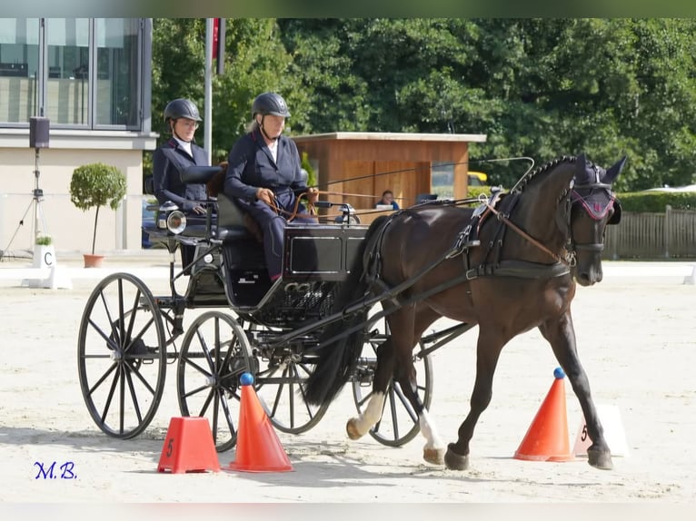 Heavy Warmblood Gelding 5 years 16.1 hh Black in Bottenbach