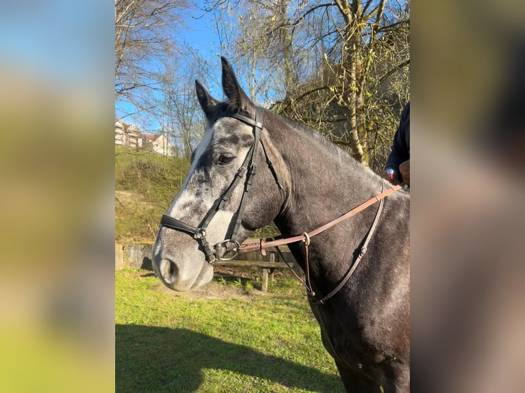 Heavy Warmblood Gelding 5 years 16.1 hh Grey-Dark-Tan in Willisau