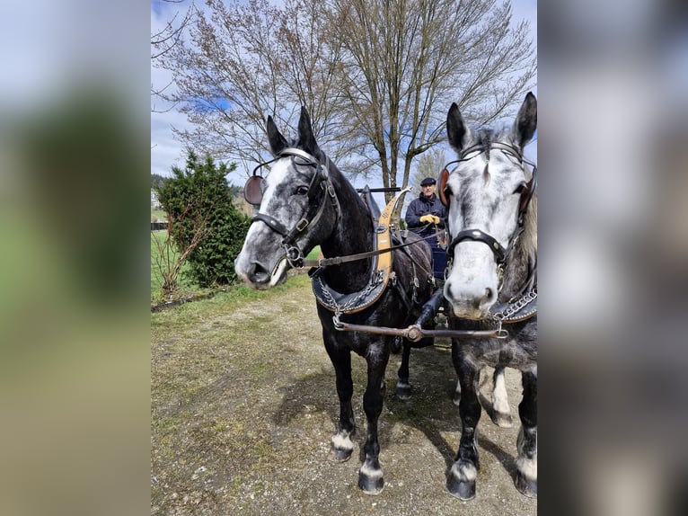 Heavy Warmblood Gelding 5 years 16.1 hh Grey-Dark-Tan in Willisau