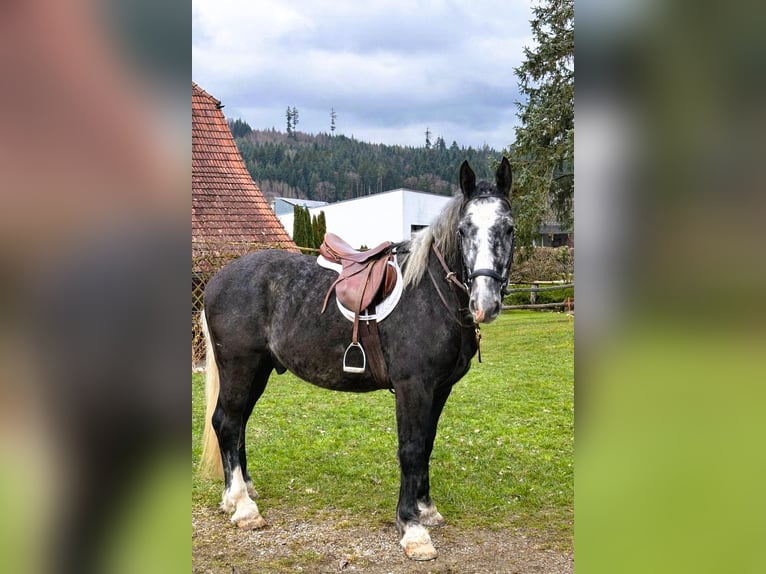 Heavy Warmblood Gelding 5 years 16.1 hh Grey-Dark-Tan in Willisau