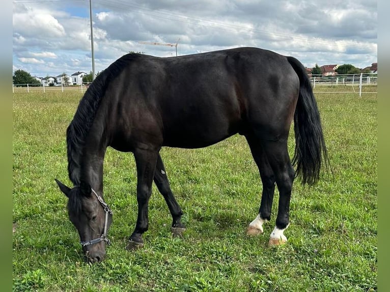 Heavy Warmblood Gelding 5 years 16,2 hh Black in Hambrücken