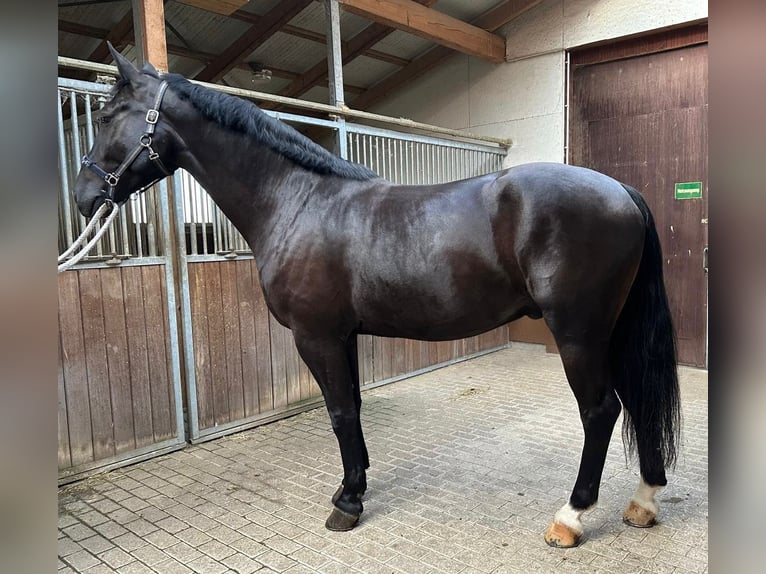 Heavy Warmblood Gelding 5 years 16,2 hh Black in Hambrücken