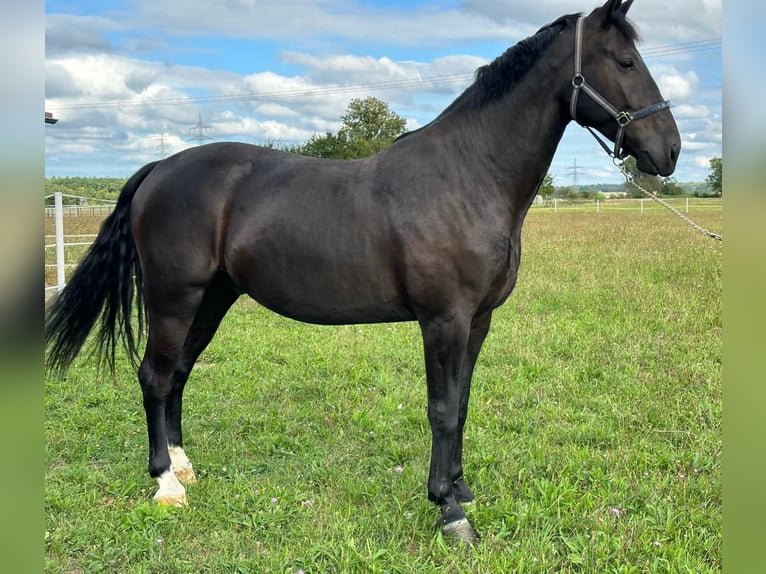 Heavy Warmblood Gelding 5 years 16,2 hh Black in Hambrücken