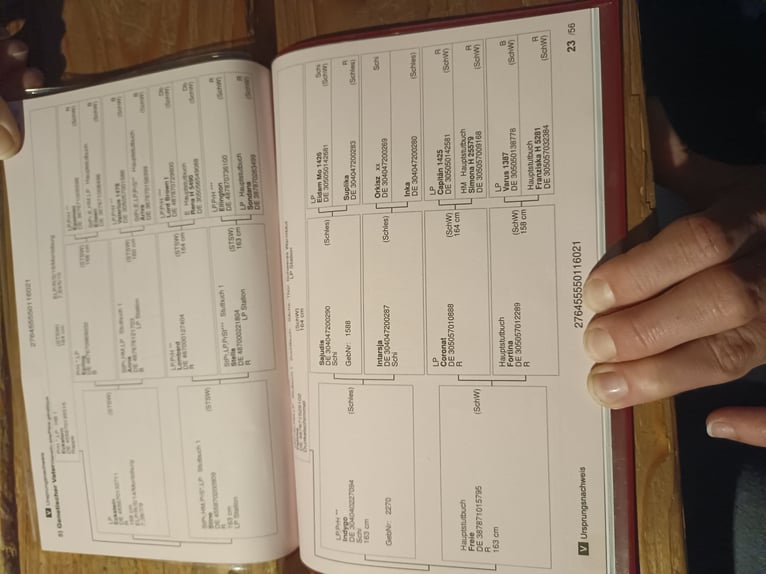 Heavy Warmblood Gelding 5 years 16.3 hh Bay-Dark in Altenfelden