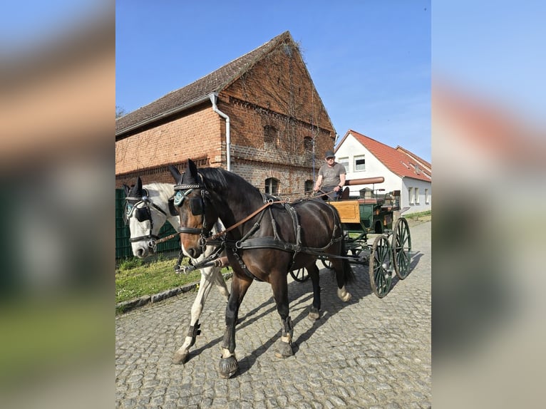 Heavy Warmblood Gelding 5 years 16 hh Bay-Dark in Hohenberg-Krusemark