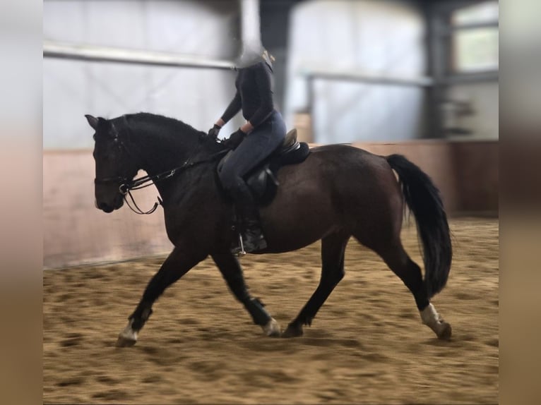 Heavy Warmblood Gelding 5 years 16 hh Bay-Dark in Hohenberg-Krusemark
