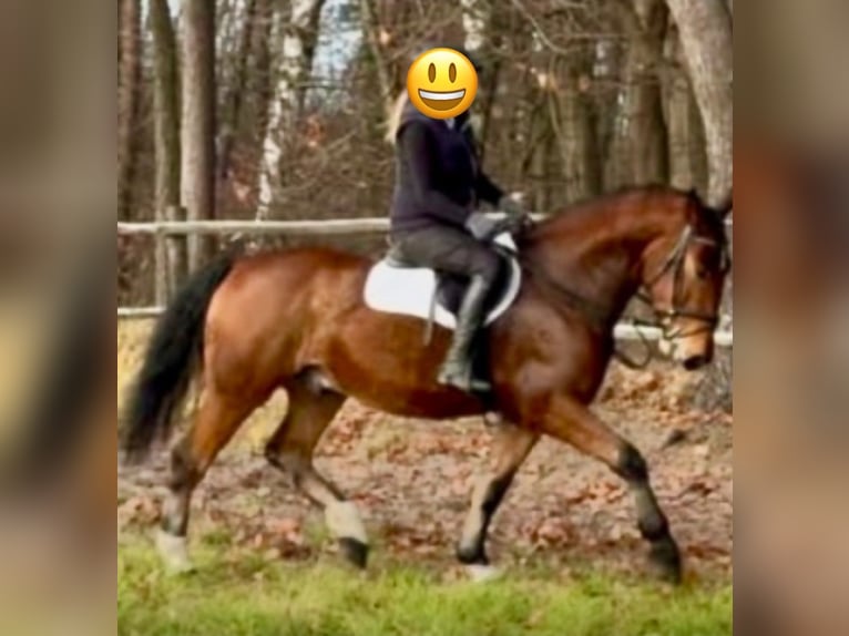 Heavy Warmblood Gelding 5 years 16 hh Brown in Petershagen Heavy Warmblood Gelding 5 years 16 hh Brown in Petershagen
