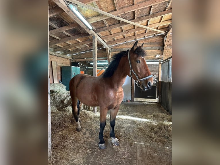 Heavy Warmblood Gelding 5 years 16 hh Brown in Petershagen Heavy Warmblood Gelding 5 years 16 hh Brown in Petershagen