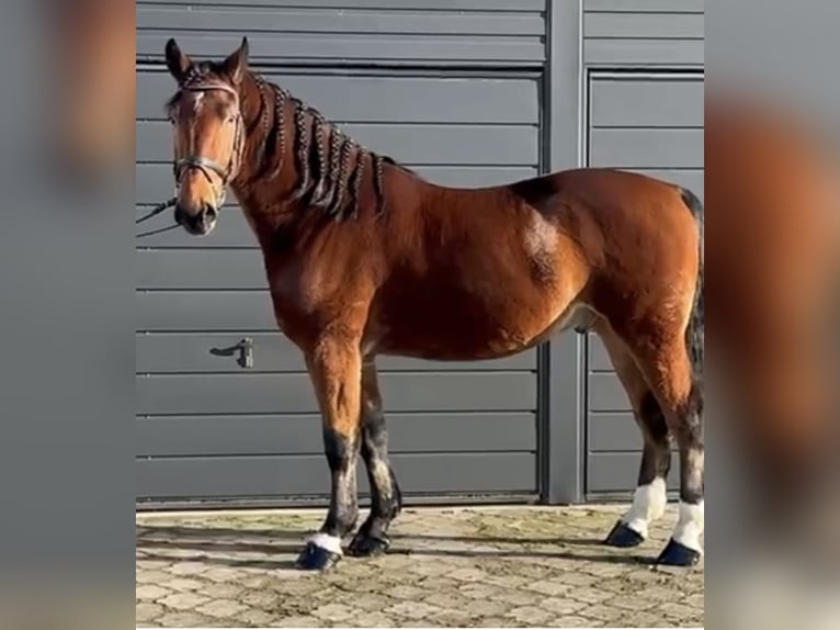 Heavy Warmblood Gelding 5 years 16 hh Brown in Petershagen Heavy Warmblood Gelding 5 years 16 hh Brown in Petershagen