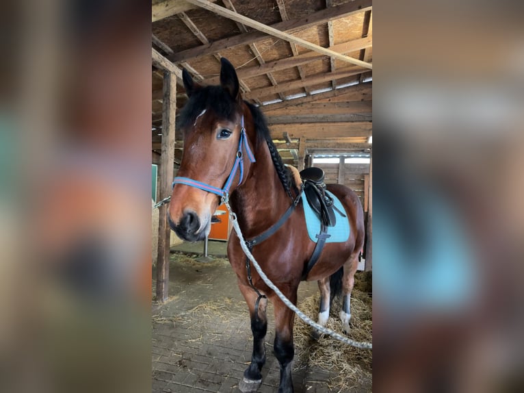 Heavy Warmblood Gelding 5 years 16 hh Brown in Petershagen Heavy Warmblood Gelding 5 years 16 hh Brown in Petershagen