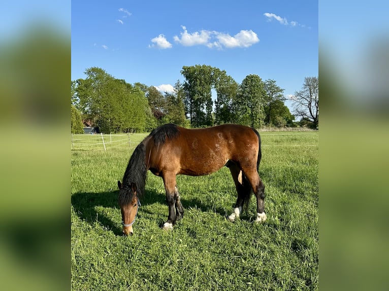 Heavy Warmblood Gelding 5 years 16 hh Brown in Petershagen Heavy Warmblood Gelding 5 years 16 hh Brown in Petershagen