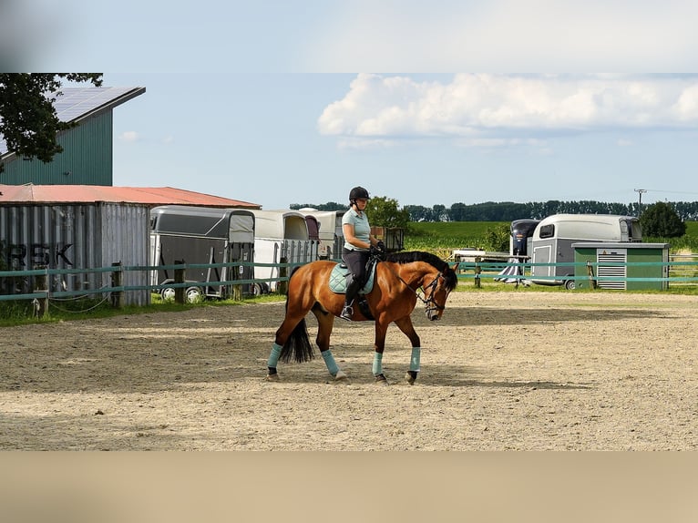 Heavy Warmblood Mix Gelding 5 years 16 hh Brown in KleveKleve