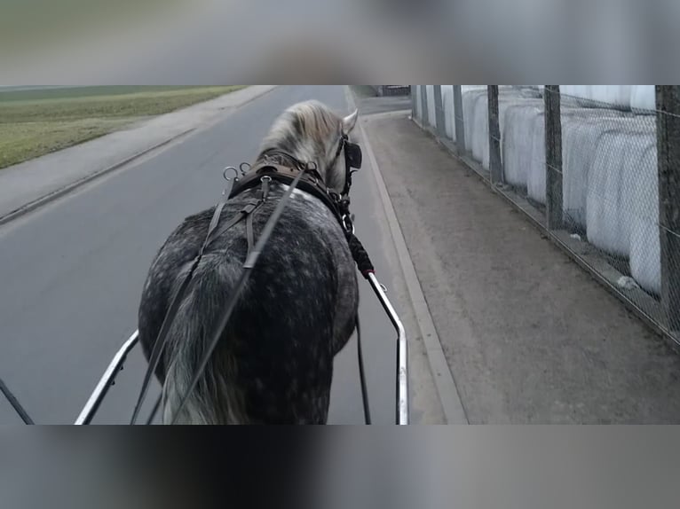 Heavy Warmblood Gelding 5 years 16 hh Grey-Dapple in Kamenz