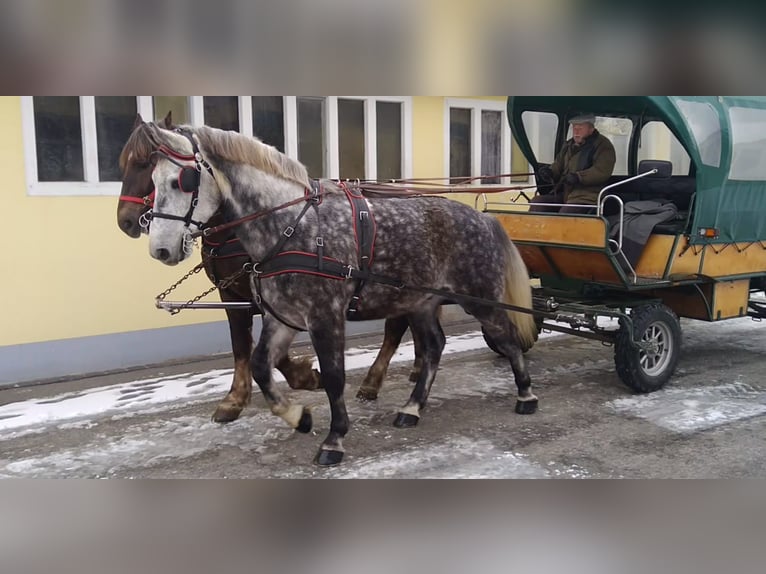 Heavy Warmblood Gelding 5 years 16 hh Grey-Dapple in Kamenz
